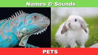 Fun Pet Animal Names and Sounds for Kids: Learn & Enjoy!