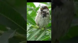 Воробей дремлет / The Sparrow is napping