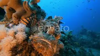 Tropical Underwater Scorpion Fish | Stock Footage