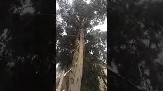 Palidli Sahil,  Ленкорань, эвкалипт