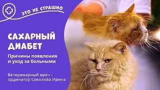 Это не страшно. Сахарный диабет у кошек и как с этим жить.