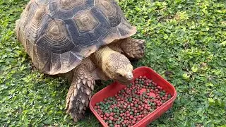 Kura kura hewan pintar mendekat untuk makanan dengan suara ASMR hewan