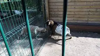 Козлятина в Невском парке 09.07.2019