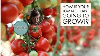 Determinate vs. Indeterminate tomatoes - which one to grow!