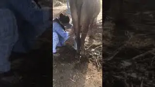 Milking cow India farm house