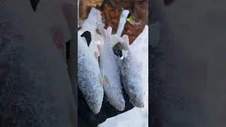 рыбалка в минус 22°