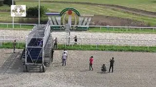 14.06.2020 - Приз в честь победителя приза Президента РФ жеребца Хорезма - Флавтесс