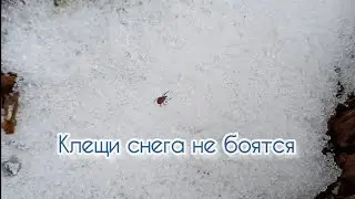 КЛЕЩИ СНЕГА НЕ БОЯТСЯ