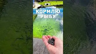 Кормлю рыбу со второго этажа дома. Пруд с рыбой на участке 