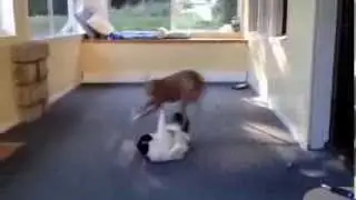Italian Greyhound vs. Cat - Porch Edition