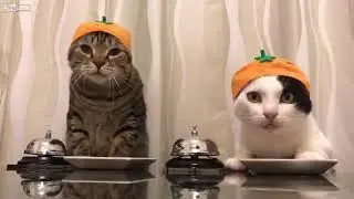 Cats ring bell for food with hats!