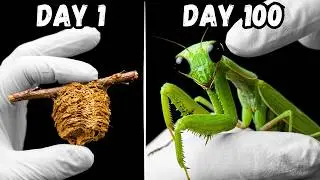I Raised a Killer Mantis for 100 Days and THIS happened...