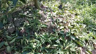 Phá Lá Phá Miên Trạng Cho Vườn Chanh Không Hạt và Chuẩn Bị Kéo Bông