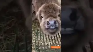 Лучшая подборка про коров 2023 😂😂🤣🤣😆😅👍