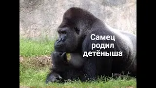 Сенсация: самец родил ребёнка!