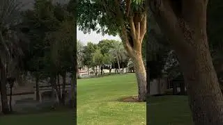 Danat Al Ain Resort 5* #shorts #alain #uae
