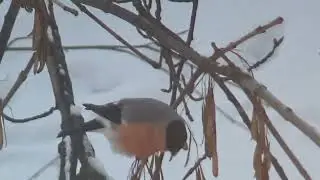 Снегири