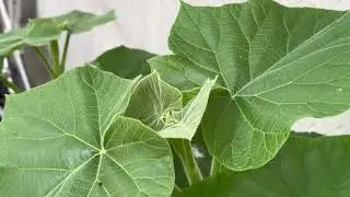 ПАВЛОВНИЯ - уникальное дерево 🌳 Даже в бизнесе не подведёт 🍃 Мой совет 🍃