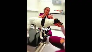 🐶💉 The smartest vaccine ever