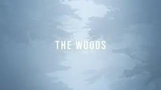 How to Photograph Foggy Woodland Scene | Nikon D850