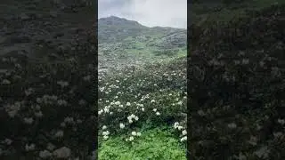 Рододендроны в горах. 