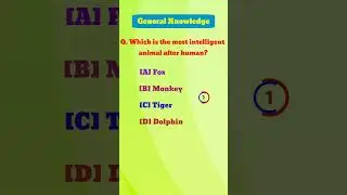 Most intelligent animal | Which is the most intelligent animal after human |