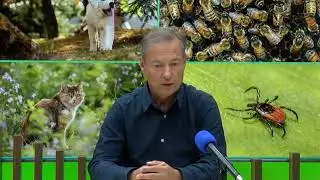 Širtov: krpelji opasnost i za ljude i za životinje