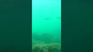 Брачные игры кефали.