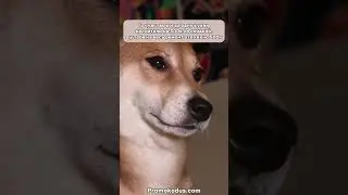 Хотелось бюджетно, а получилось как всегда #viral #юмор #жиза #прикол #trending #мем #рекомендации