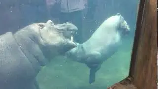 Don't eater! Don't eater! Fiona the Hippo