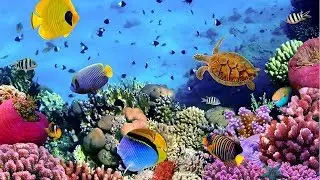 Coral Reef Aquarium & The Best Relax Music 2 Hours Sleep Music