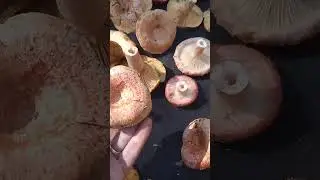 ГРИБЫ НЕ ДАЮТ НИЧЕГО ДЕЛАТЬ. ИХ ОЧЕНЬ МНОГО 🙈🍄. ПОДМОСКОВЬЕ 🌲.