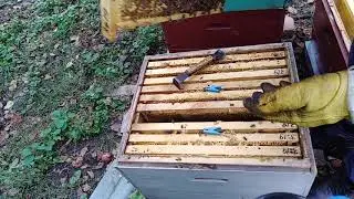 Сборка пчел в зиму, Отбор корпусов