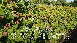 #Малина