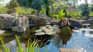 Working Around the Pond: Planting Plumbago, New Chairs & Pond Plant Maintenance! 💙🌿✂️