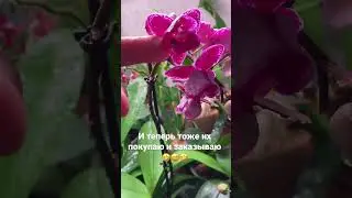 Орхидея Пелор || Раньше не думал, что полюблю их 