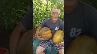 🍊 ГАРБУЗ - ГОСПОДАР НАШОГО ГОРОДУ ... БАЖАЮ ВСІМ ЧУДОВИХ ВРОЖАЇВ ДРУЗІ !!!