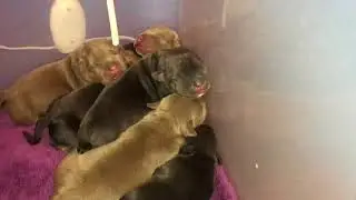 Puppies cuddling
