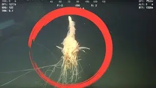 Top 5 Mysterious Creatures (Real)