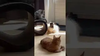 Playing cats (grey tabby & ragdoll)