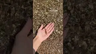 На одном из берегов Керчи горожане заметили нашествие рачков