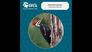Pileated Woodpecker