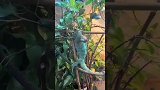 When a chameleon trusts you #reptiles #cute #chameleon #pet