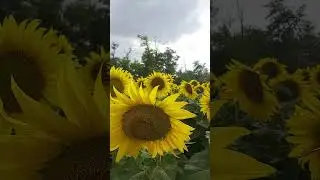 ПОДСОЛНУХ🌻#пчеловодство #пасека #пчелы #beekeeper #nature #природа #пчела #beekeeping #bee #music