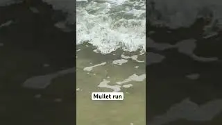 Northeast Florida surf is loaded with mullet! #florida #saltlife #fishing