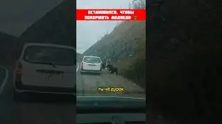 Остановился покормить медведя 