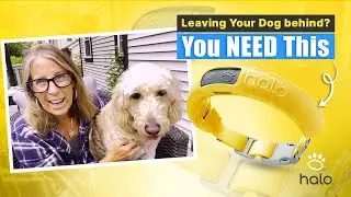 How to Ensure Your Dog's Safety While You're on Vacation: Ultimate Guide to Using the Halo App