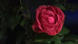 футаж роза для электронной рамки