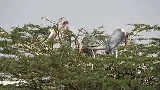 Marabou stork