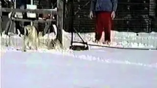 The Dog Plow- PetTube